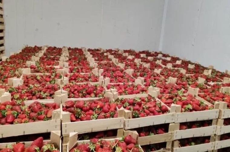 В два раза выросли поставки ягод из Кыргызстана в Кировскую область России